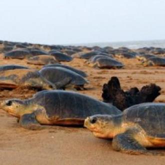 Arrival of Olive Ridley at Gahirmatha