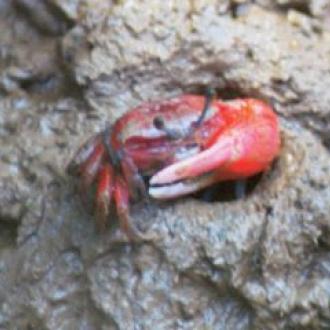 Crab at Bhitar Kanika