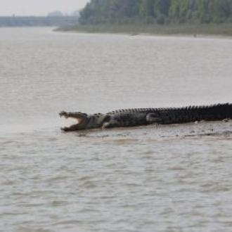 Crocodile at Bhitar Kanika creek