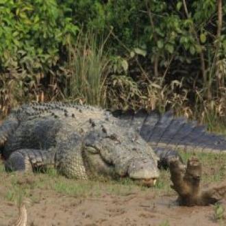 Crocodile at Bhitar Kanika