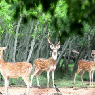 Deer in Bhitar Kanika