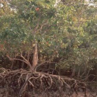Mangroves at Bhitar Kanika