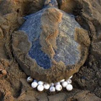 Mass nesting at Gahirmatha sea beach