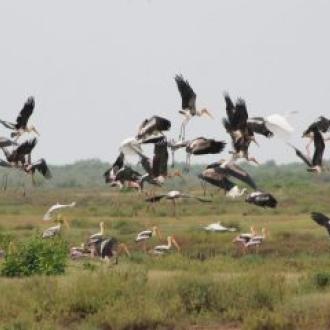 Migratory Birds at Bhitar Kanika
