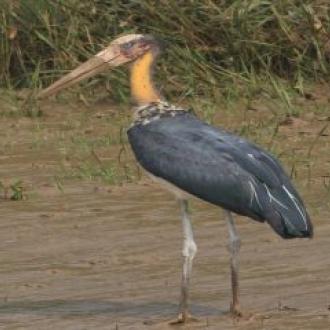 Migratory Birds in Bhitar Kanika