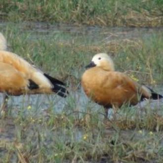 Migratory birds at Bhitar Kanika