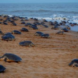 Oliv Ridley turtles at Gahirmatha beach