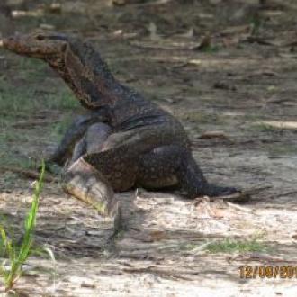 Reptiles in Bhitar Kanika