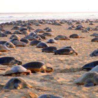 mass nesting of Olive Ridley at Gahirmatha beach