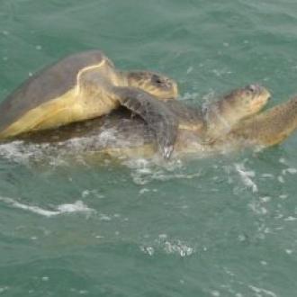 oliv ridley turtles on sea