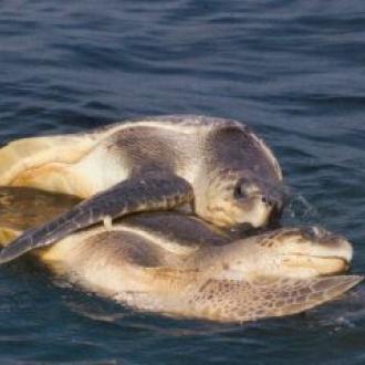 Oliv ridley turtles on sea