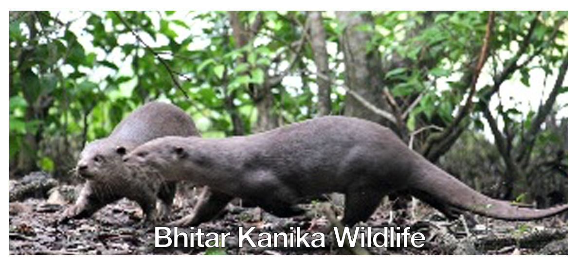 BHITAR KANIKA WILDLIFE