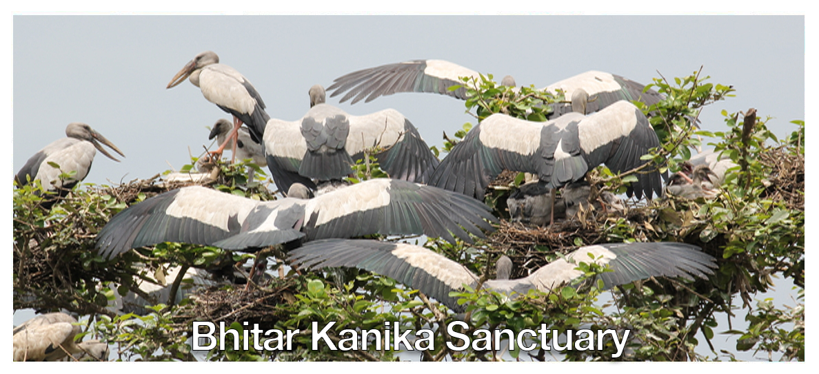 BHITAR KANIKA SANCTUARY