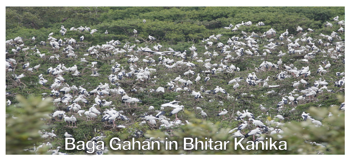 Bhitar Kanika Baga Gahan