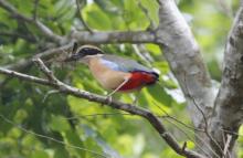 Bird in Bhitar kanika