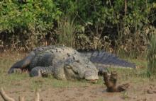 Crocodile at Bhitar Kanika