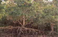 Mangroves at Bhitar Kanika