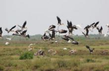 Migratory Birds at Bhitar Kanika