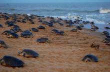 Oliv Ridley turtles at Gahirmatha beach