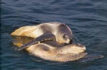 Oliv ridley turtles on sea