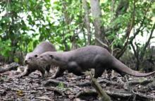 wildlife